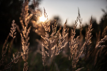 Fototapeta premium Plants at sunset. Spikes in the field. Beautiful natural background from plants.