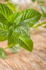 Bunch of green fresh mint herbs close up