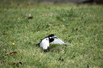  Wagtail-16