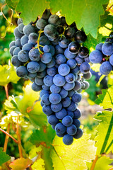 Wine grapes at a sunny vineyard right before the autumn harvest, selective focus