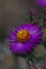 Purple flower macro