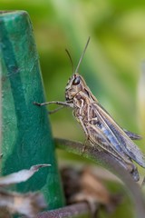 Insect macro with green background
