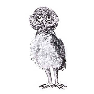 Charcoal drawing funny baby owl