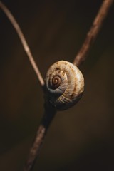 Brown snail moody gothic background black