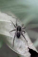 Black spider with grey background