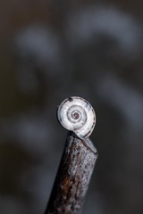 Snail black and white macro