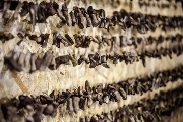 Dried mushrooms. Preparing mushrooms for consumption. Mushrooms are dried on the ropes in a restaurant. Mushroom background.
