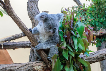 Australian koala joey resting in a eucalyptus tree in Vienna Zoo