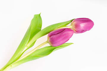 Tulpen