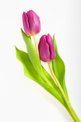 Obraz premium Tulpen
