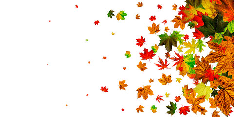 Leaves seamless. Autumn leaves isolated. November falling pattern background. Season concept