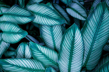 Calathaea picturata, abstract green leaf texture, nature background, tropical leaf