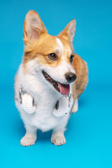 Purebred Pembroke Welsh Corgi puppy isolated on a white background