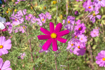 Bright cosmea flowers in nature close-up