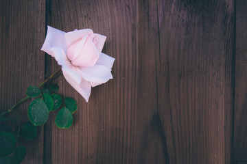 une rose posée sur du bois. romantique et nostalgique