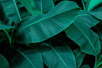 tropical banana leaf texture in garden, abstract green leaf, large palm foliage nature dark green...