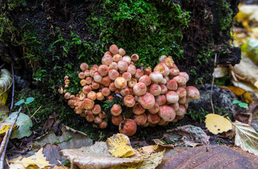 Mushrooms grow on a tree stump in a forest.