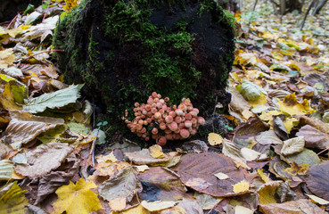 Obraz na płótnie Canvas Mushrooms grow on a tree stump in a forest.