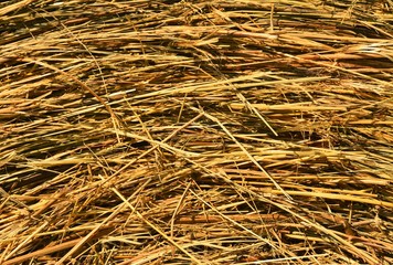 many straw hay