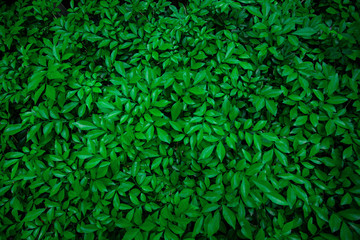 Naklejka na ściany i meble green leaf natural for background, tropical leaf, tiny green leaf