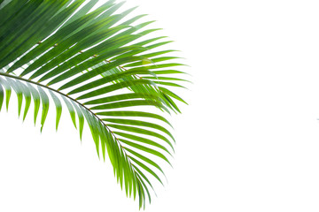 Fototapeta premium tropical coconut leaf isolated on white background, summer background