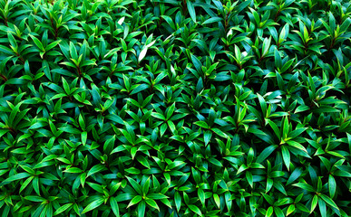 Green leaf texture  Leaf texture background