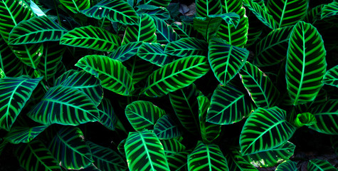 Green leaf texture  Leaf texture background