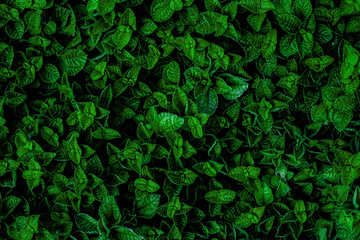 abstract green leaves texture, nature background