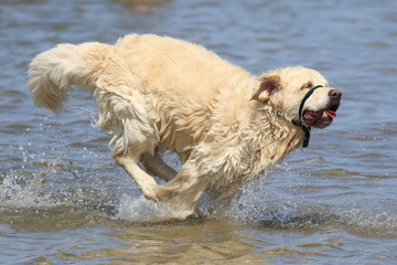 Hund rast durchs Meer