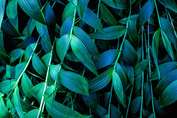 abstract green leaf texture, nature pattern background, tropical leaf