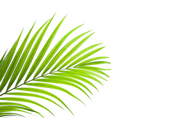 tropical coconut leaf isolated on white background, summer background