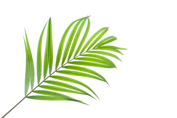 Fototapeta premium tropical coconut leaf isolated on white background, summer background