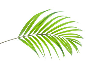 tropical coconut leaf isolated on white background, summer background