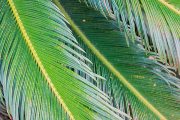 Green leaves of coconut palm tree. Natural summer background