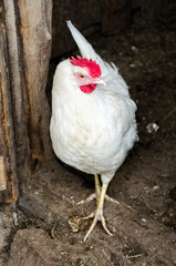 Portrait of a White Chicken