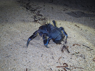 石垣島の野生のヤシガニ / Wild coconut crabs in Ishigaki Island