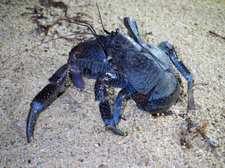 石垣島の野生のヤシガニ / Wild coconut crabs in Ishigaki Island