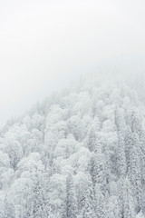 Pine trees and snow