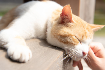 リラックスした猫