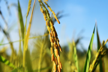 Close up rice plants yield in the green paddy field is beautiful is ripening growing waiting for harvest in the countryside of Thailand