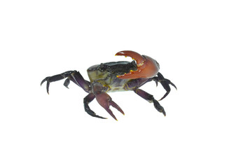 crab isolated on white background