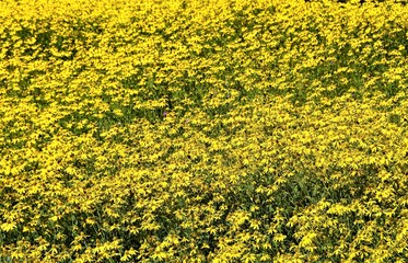 Many flowers of Rudbeckia hirta