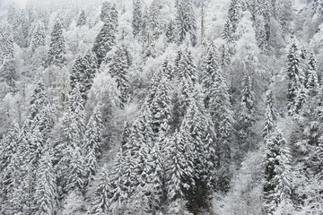 Pine trees and snow