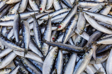 Fototapeta premium Beautifully laid out on the counter is a fresh catch of fish.