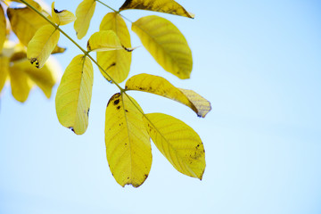 Obraz premium Herbst, gold gelb gefärbte Blätter