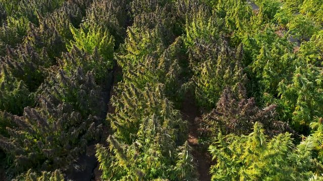 Aerial view of a field of hemp to be harvested for the production of CBD oil in Southern Oregon