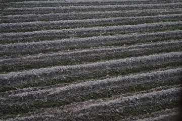 整然とした畝の美