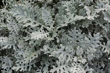 Dusty miller, Silver ragwort, Silver dust or Jacobaea maritima. Silver foliage background. Closeup. Top view