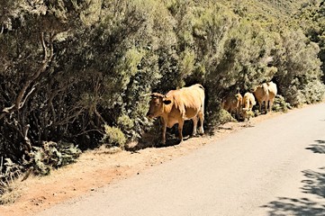 Fototapeta premium Cows and calves at the side of an asphalt road (Madeira, Portugal)