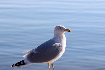 Closeup image of seagull with calm water in background